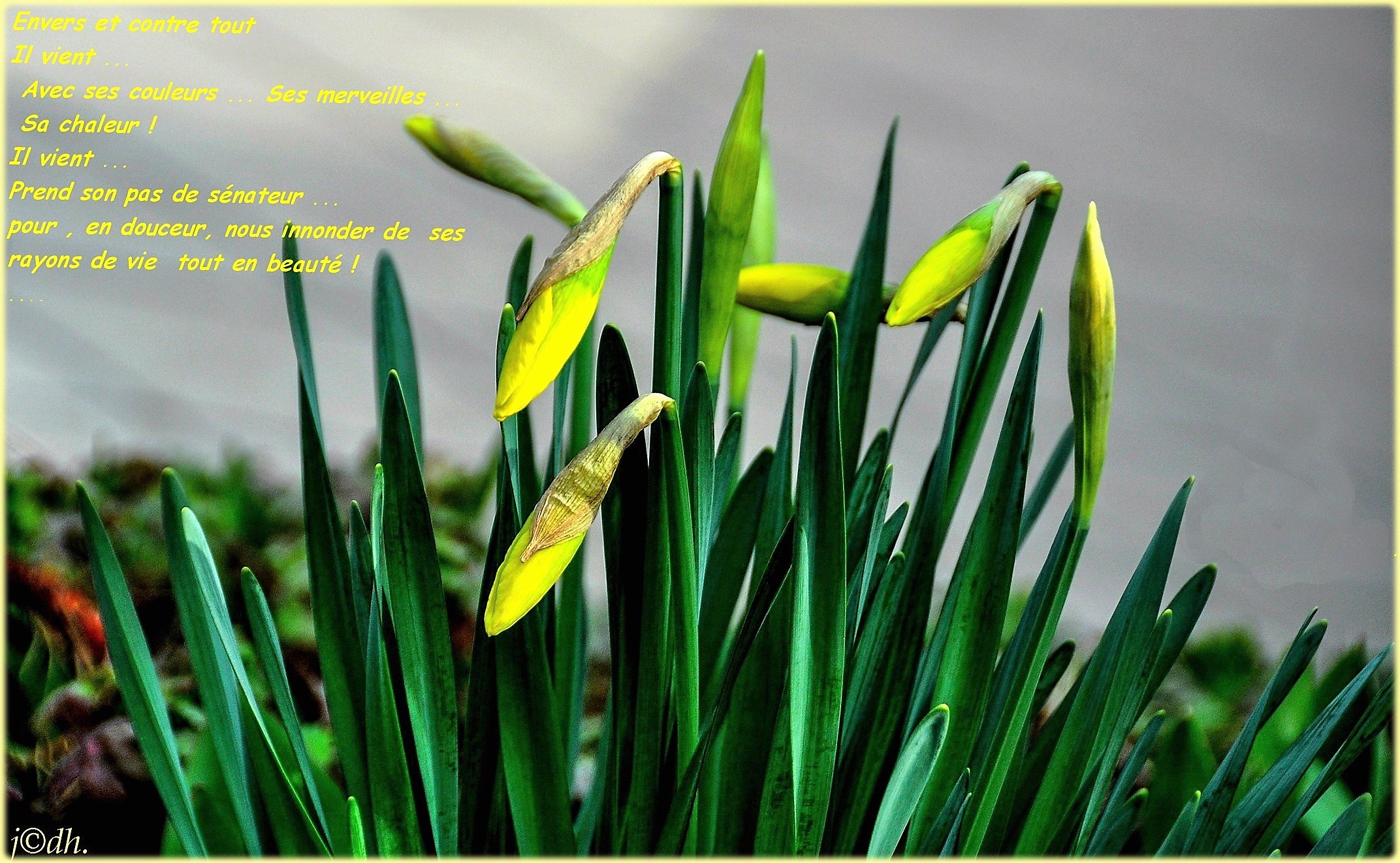 Couleurs de printemps_ (5)