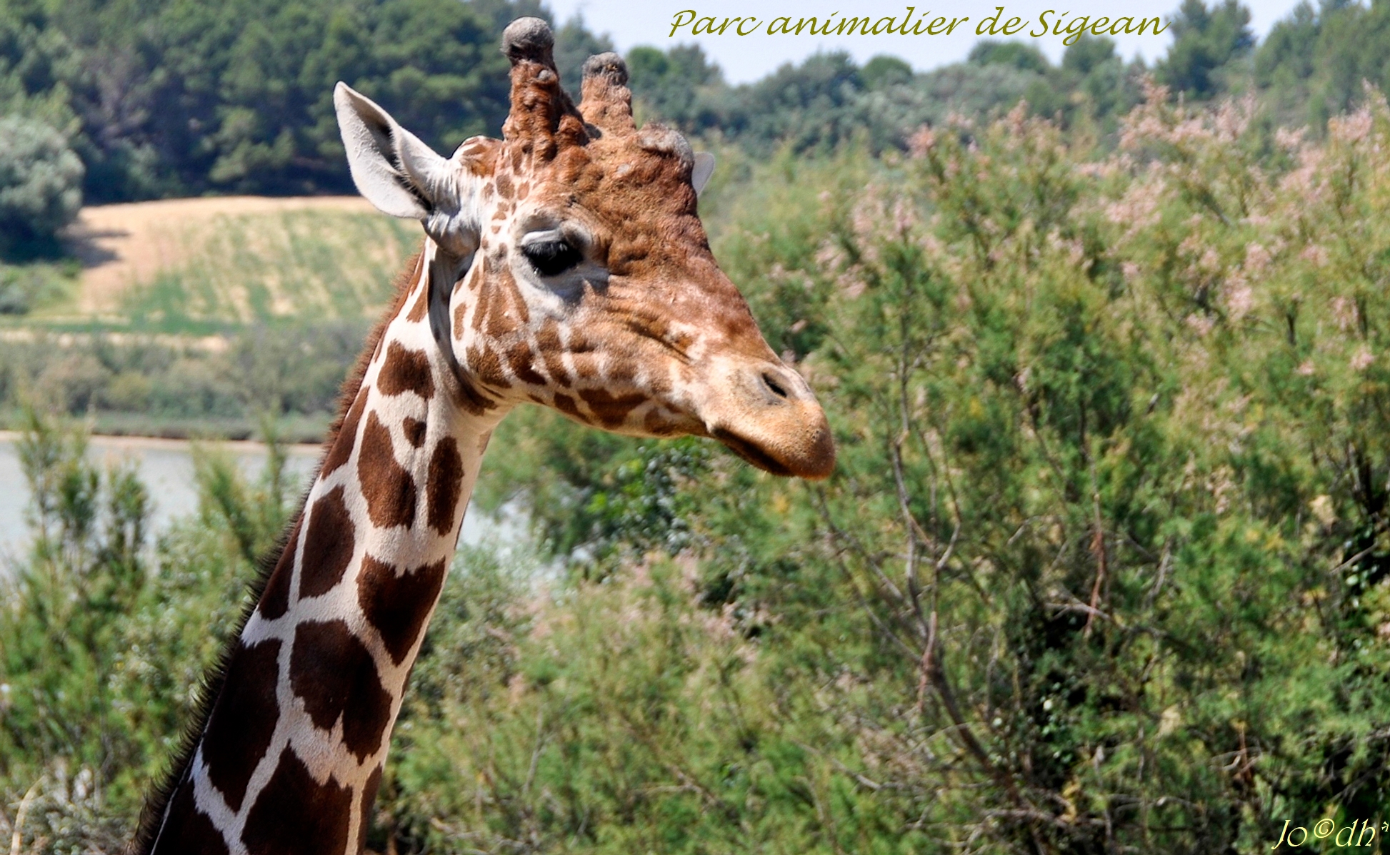 GIRAFES MO - SIGEAN (11)