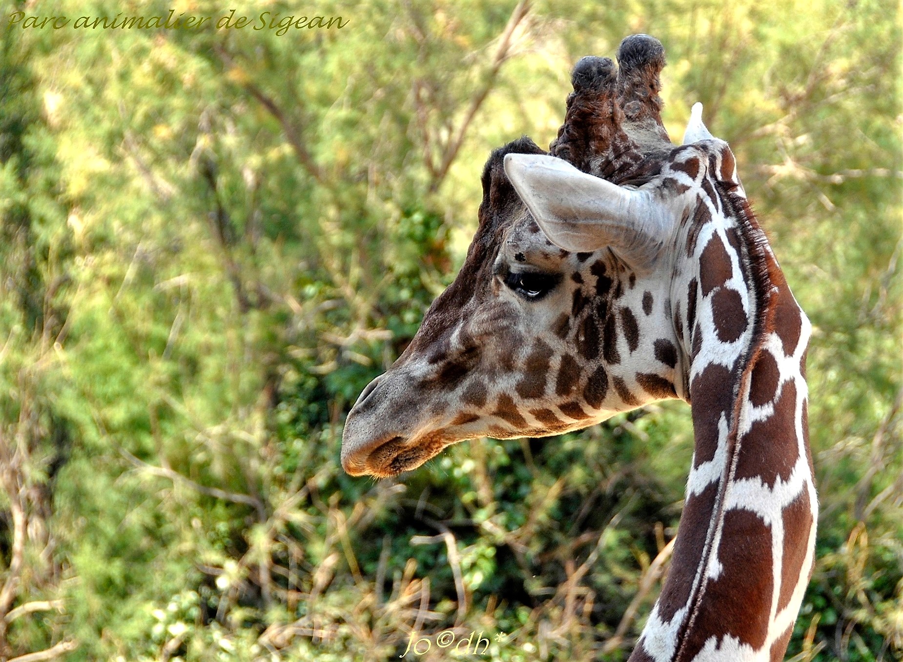 GIRAFES MO - SIGEAN (13)