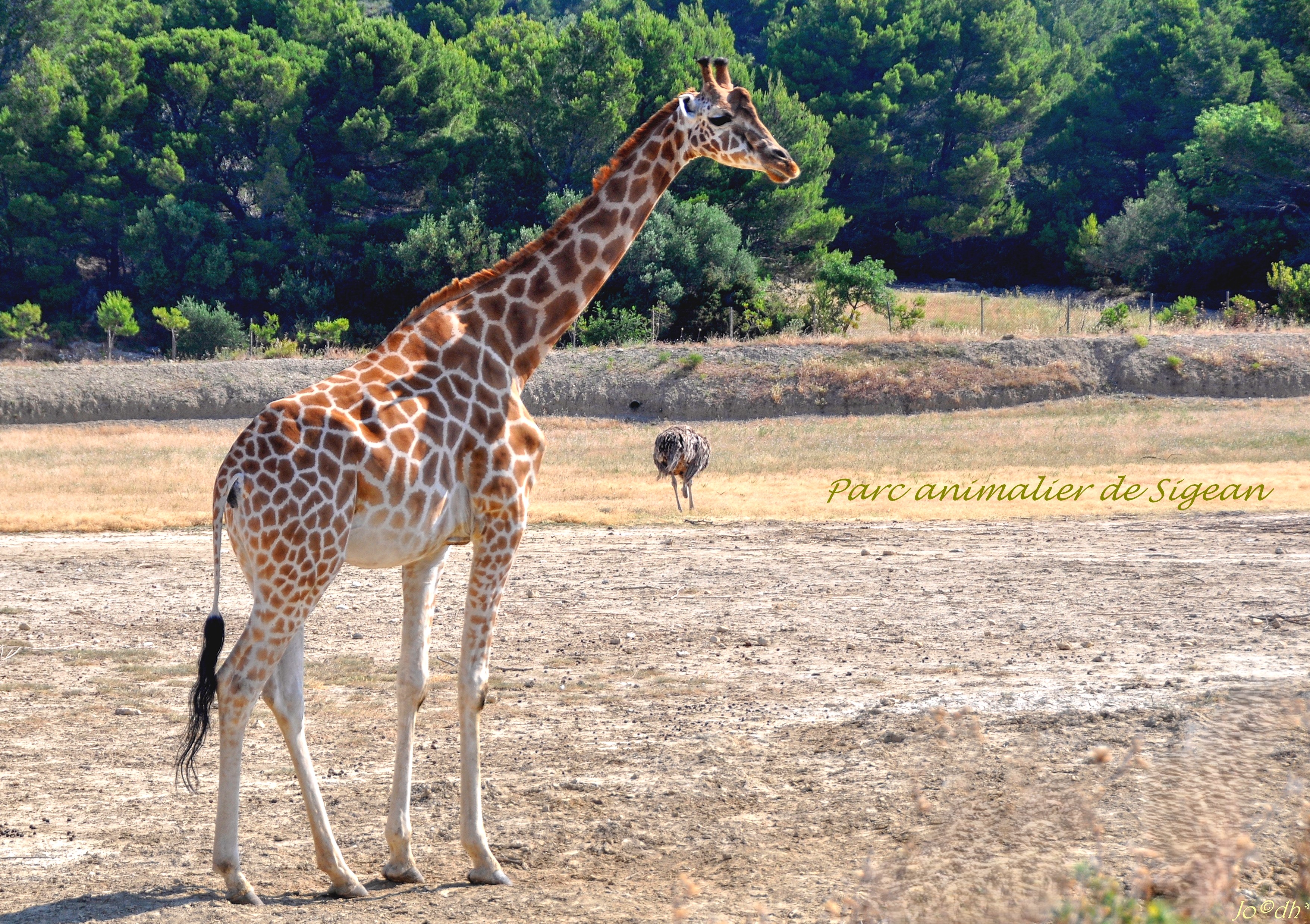 GIRAFES MO - SIGEAN (2A)