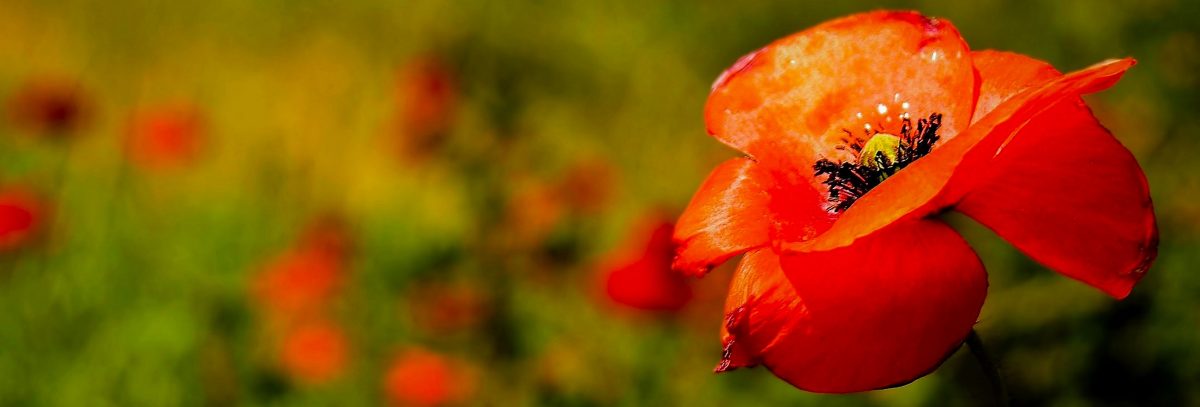 On ne voit bien qu'avec le coeur (bis)